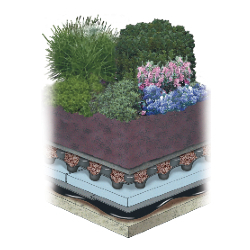 Intensive green roof