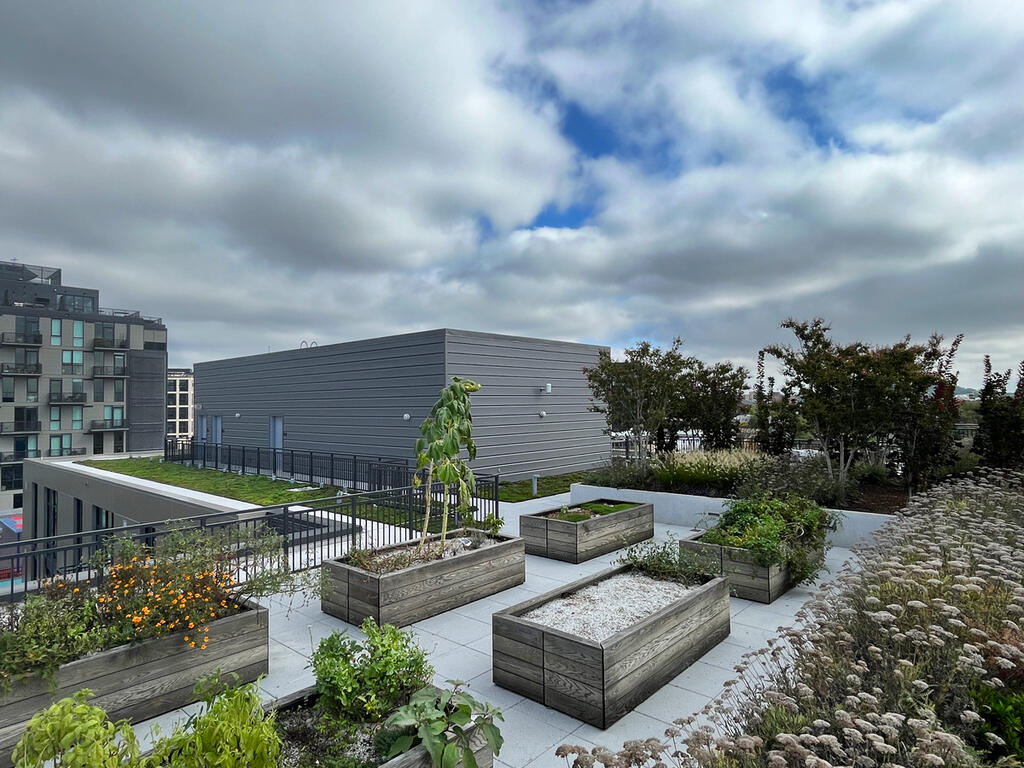 vegetated roof, green roof, amenity deck