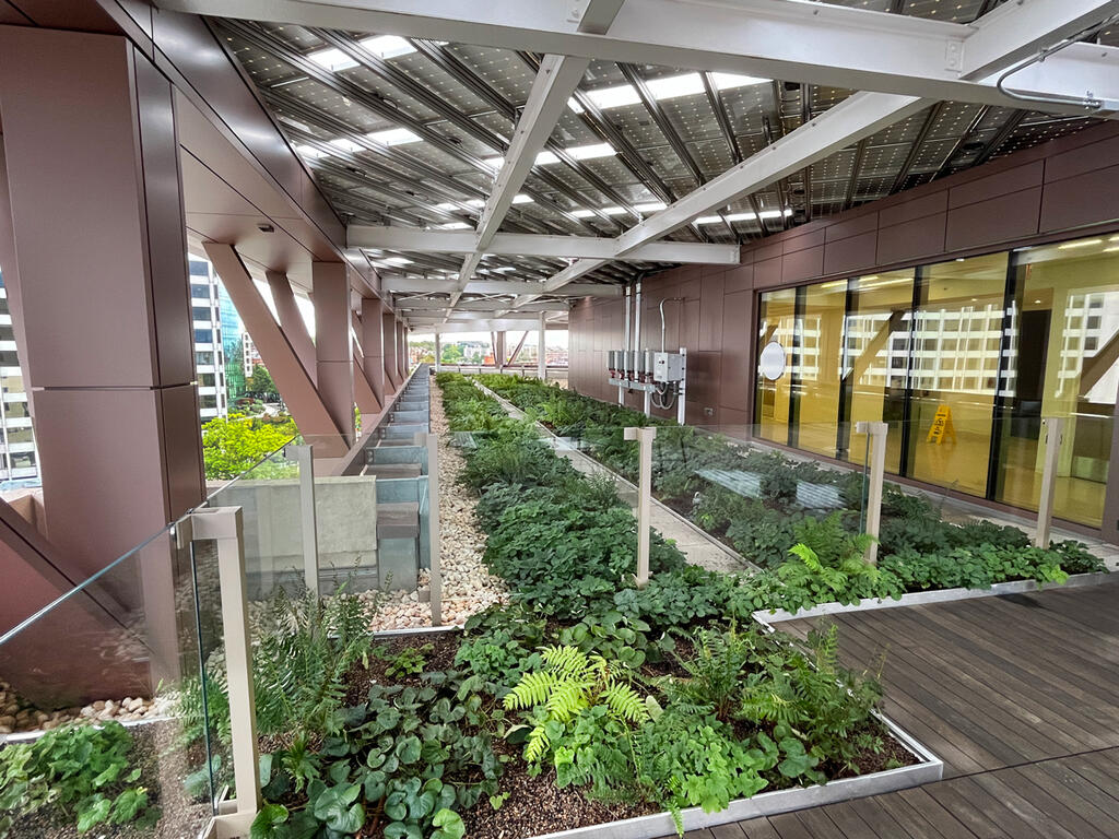 vegetated roof, green roof, amenity deck