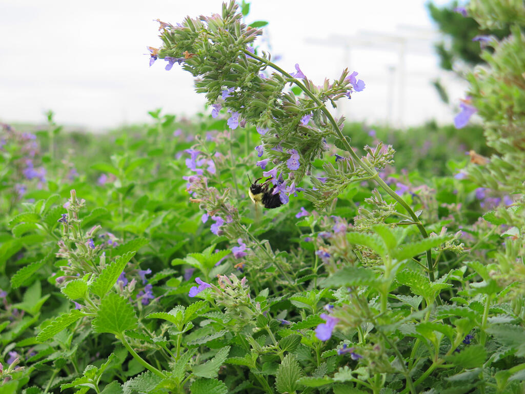 vegetated roof, green roof, amenity deck, bumble bee