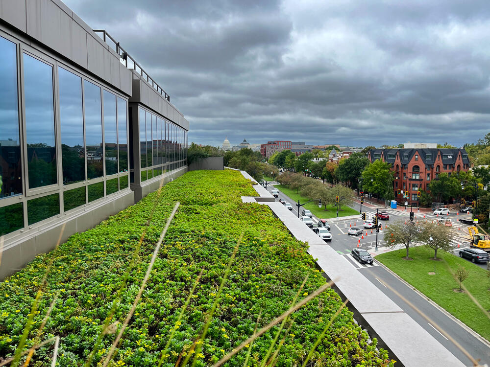 vegetated roof, green roof, amenity deck