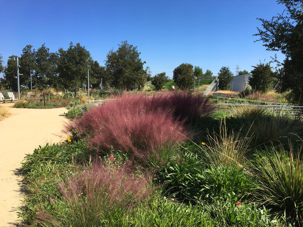 vegetated roof, green roof, amenity deck